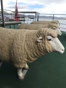 Share your journey to Mona with some sheep on the ferry.